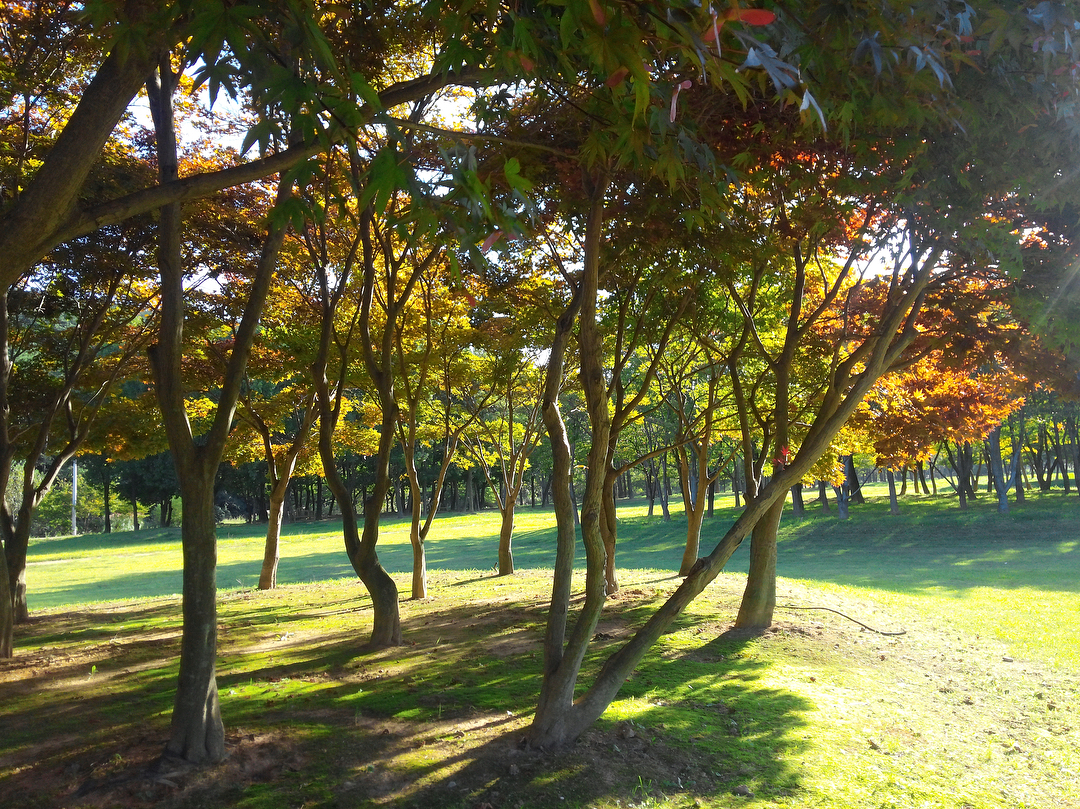 가을가을해=)
.
.
#가을#따수한#햇빛#신앙촌#군락지#사계#공원#자연#natual#autumn#fall#daily#shinangchon#park#autumnaltints#healing